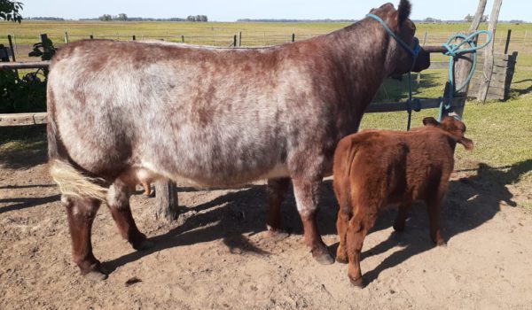 Vaca Shorthorn con cria de Santa Maria