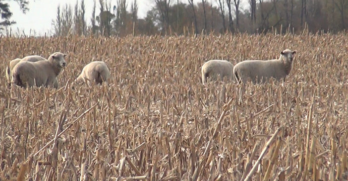 Los ovinos pastoreando en el rastrojo de maiz