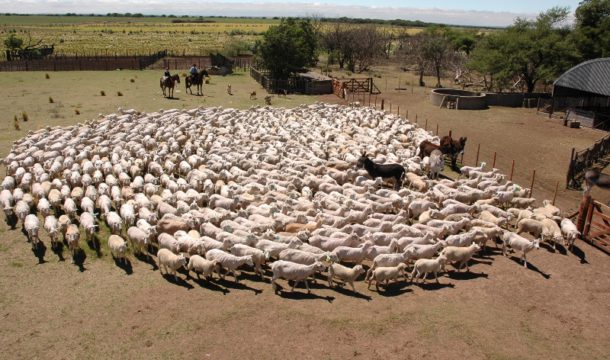 Majada de ovinos en la Patagonia – foto INTA Informa