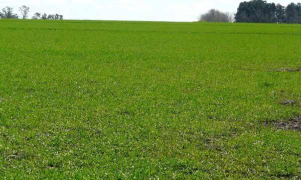 Lote con pasturas