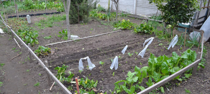 Huerta y frutales el intercambio que realiza Jorge Bueno