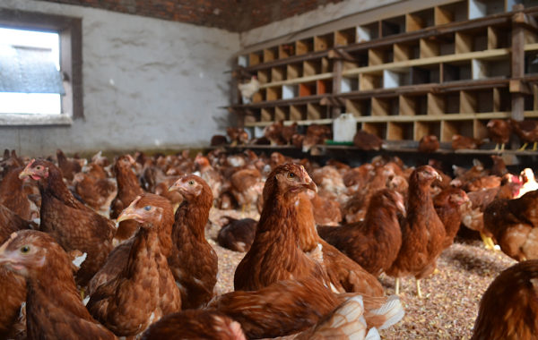 En La Arboleda ya se cuenta con mas de 600 gallinas y en dias mas llegaran 500