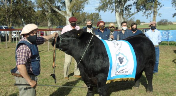 Don Aparicio, Gran Campeon Macho Angus en Bahia Blanca 2020