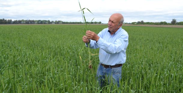 Luis Ventimiglia revisando la sanidad en un cultivo de trigo en el mes de octubre