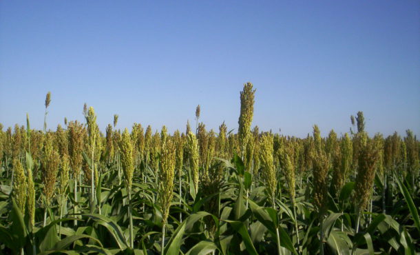 Recomendaciones en siembra y manejo del cultivo de sorgo