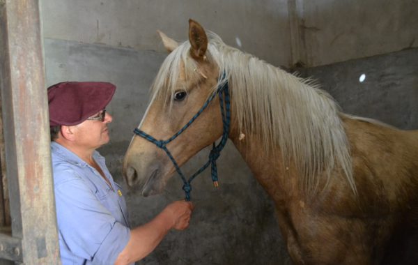 En el lugar funciona un Centro equino de rehabilitación