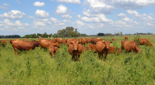 Ganaderia Abeerden Angus en El Paso