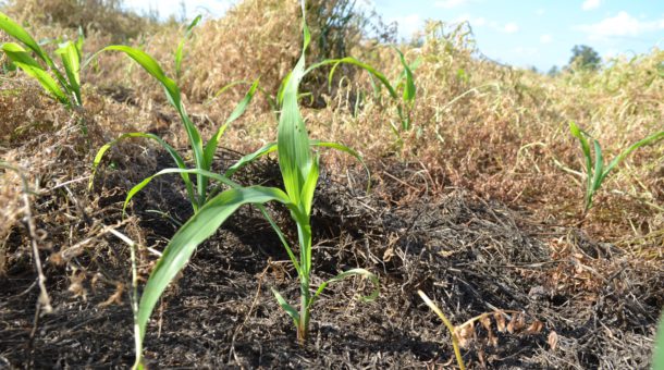 Maíz sembrado sobre vicia, imagen tomada en la primera semana de noviembre