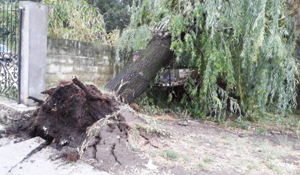 Planta caida en zona de Hogar de Ancianos sobre calle Granada