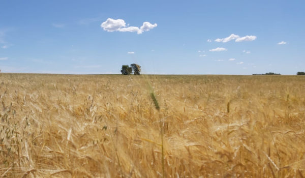 El MDA registro dos nuevas variedades de trigo