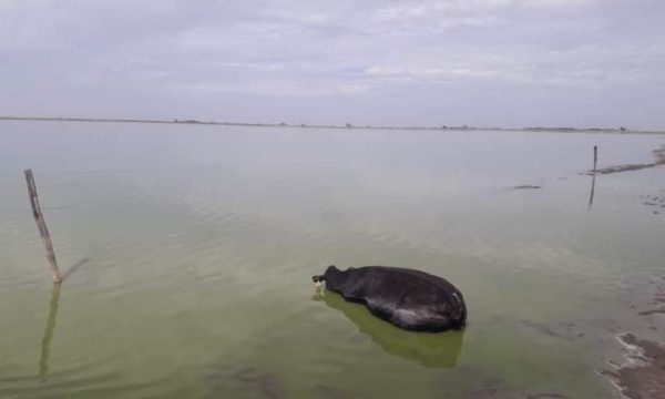 Laguna donde bebieron agua los animales – foto