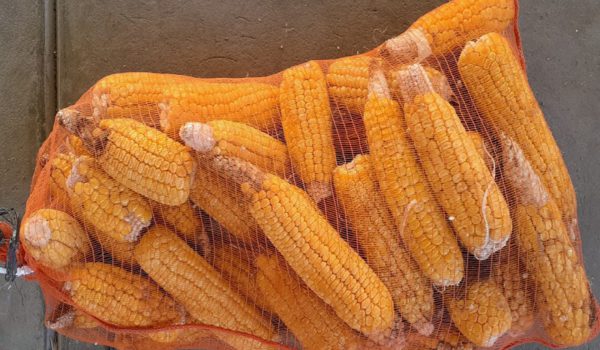 Nuevas variedades poseen mutaciones naturales que mejoran la dulzura, consistencia cremosa y terneza del grano para consumo fresco