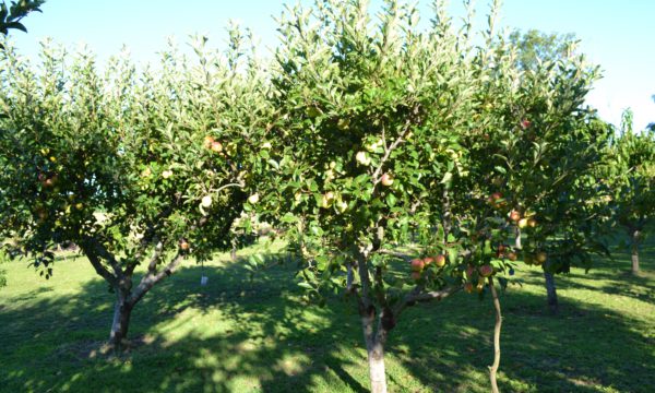 Plantación de manzanas
