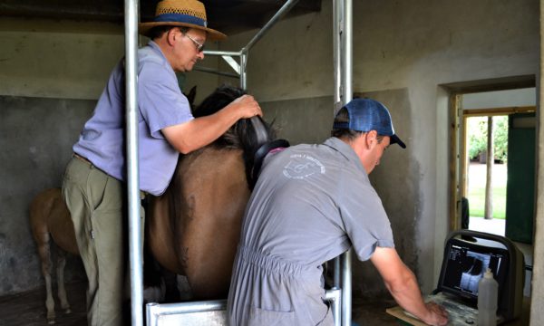 Conde y Cappeletti trabajando sobre el monitoreo de una yegua