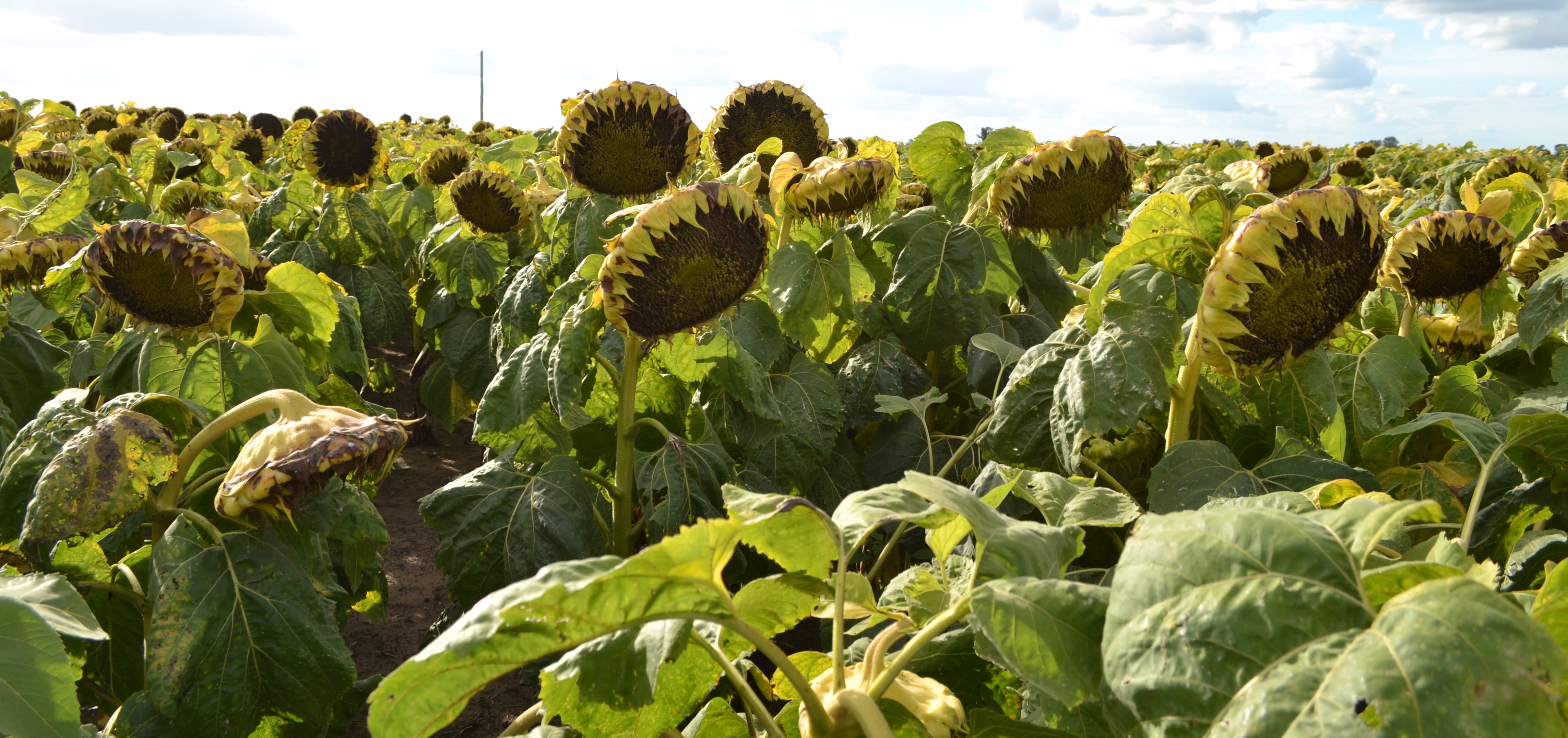 Cierre de ciclo: Como le fue al girasol en la campaña 24/25