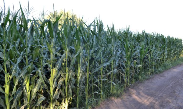 Lote de maiz en el Km 291 de ruta nacional 5 en 9 de Julio