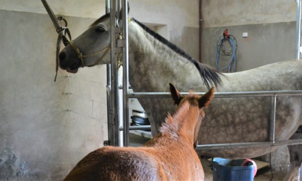 Sala de servicio para inseminacion de yeguas