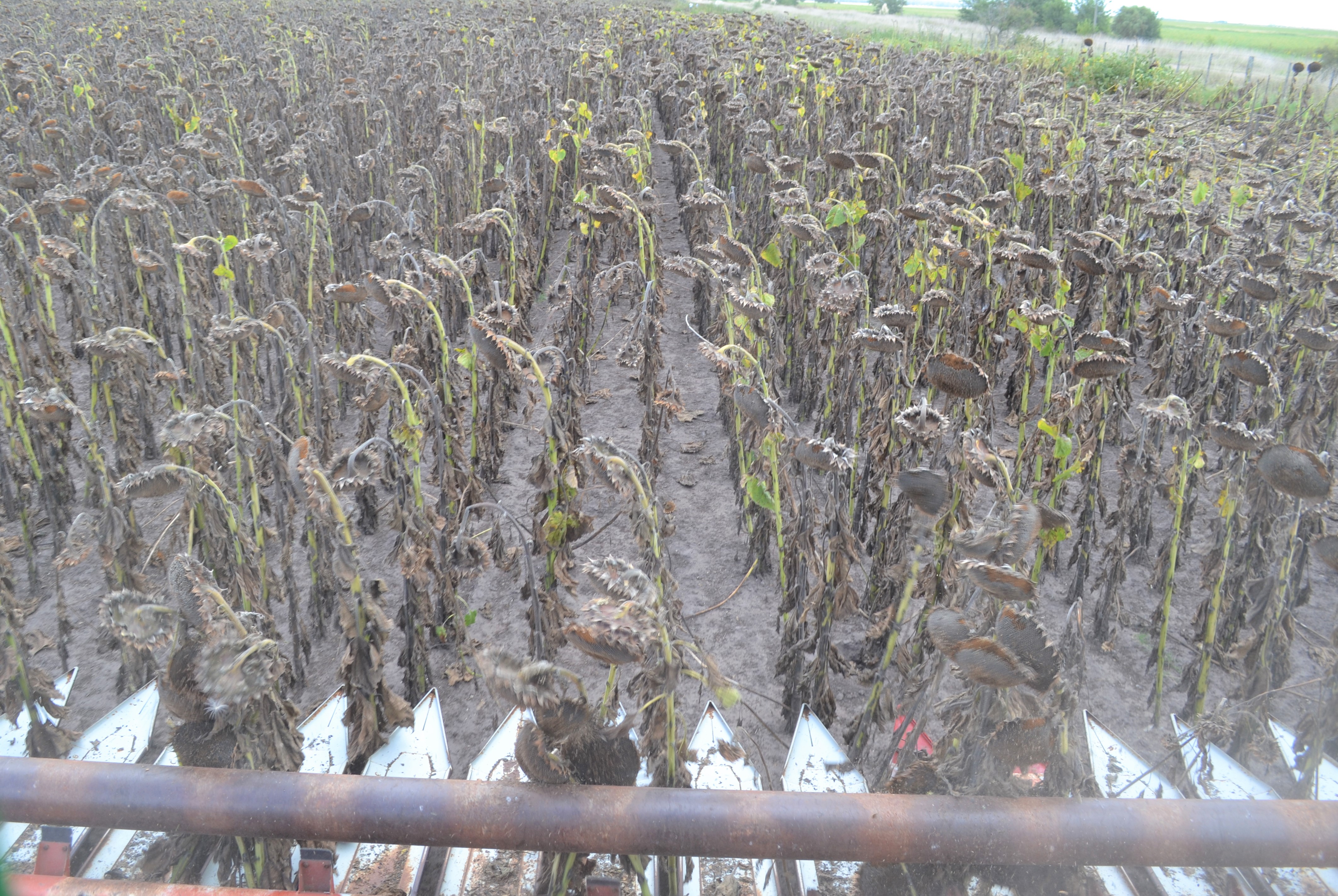 Con rindes por debajo del ciclo anterior: Dan por culminada la cosecha de girasol en Argentina
