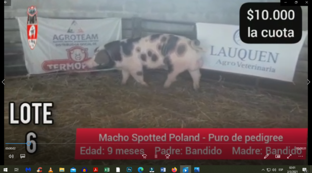 Macho Spotted Poland que sale a la venta y se puede ver en el grupo de facebook