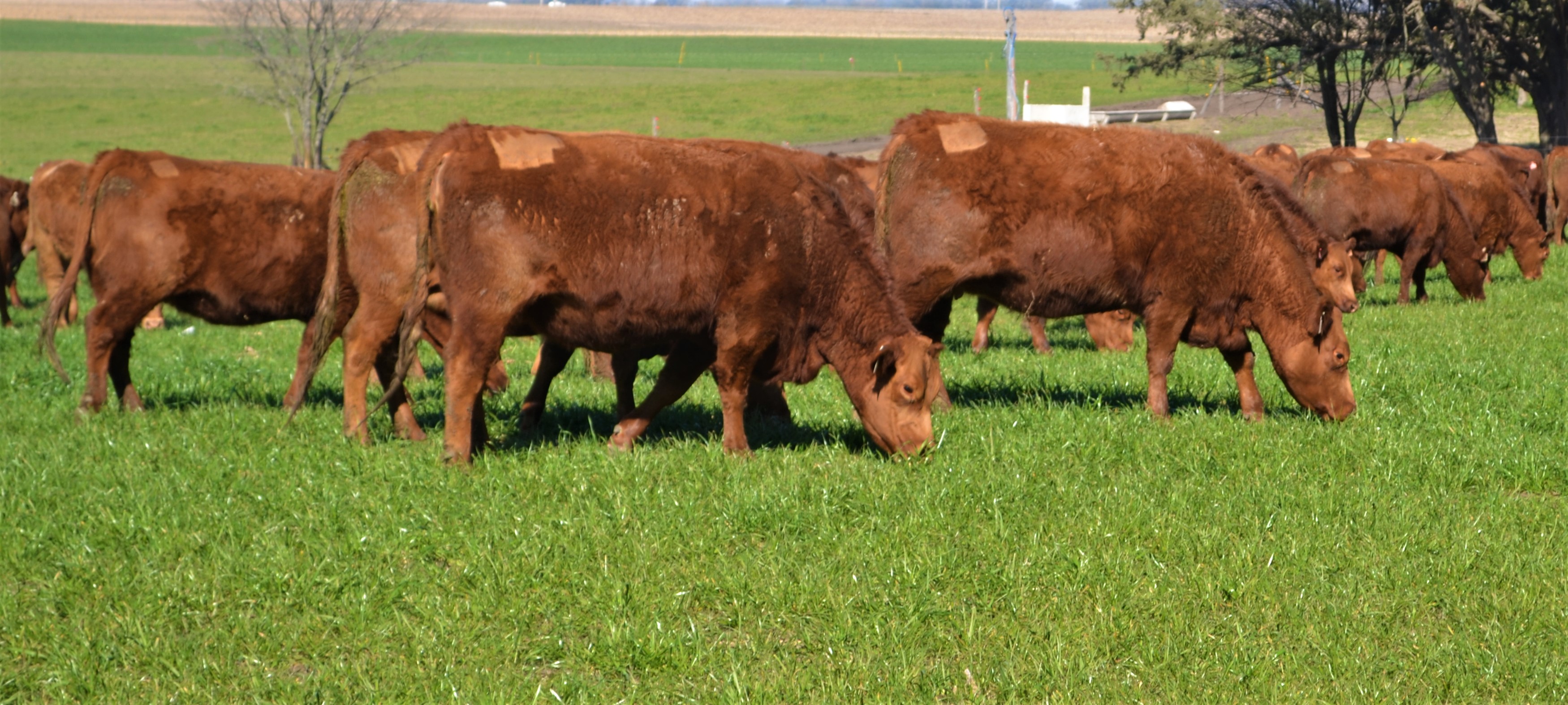 Por primera vez una Jornada a Campo del IPCVA llega a 9 de Julio: Genética y recría para maximizar carne y conversión