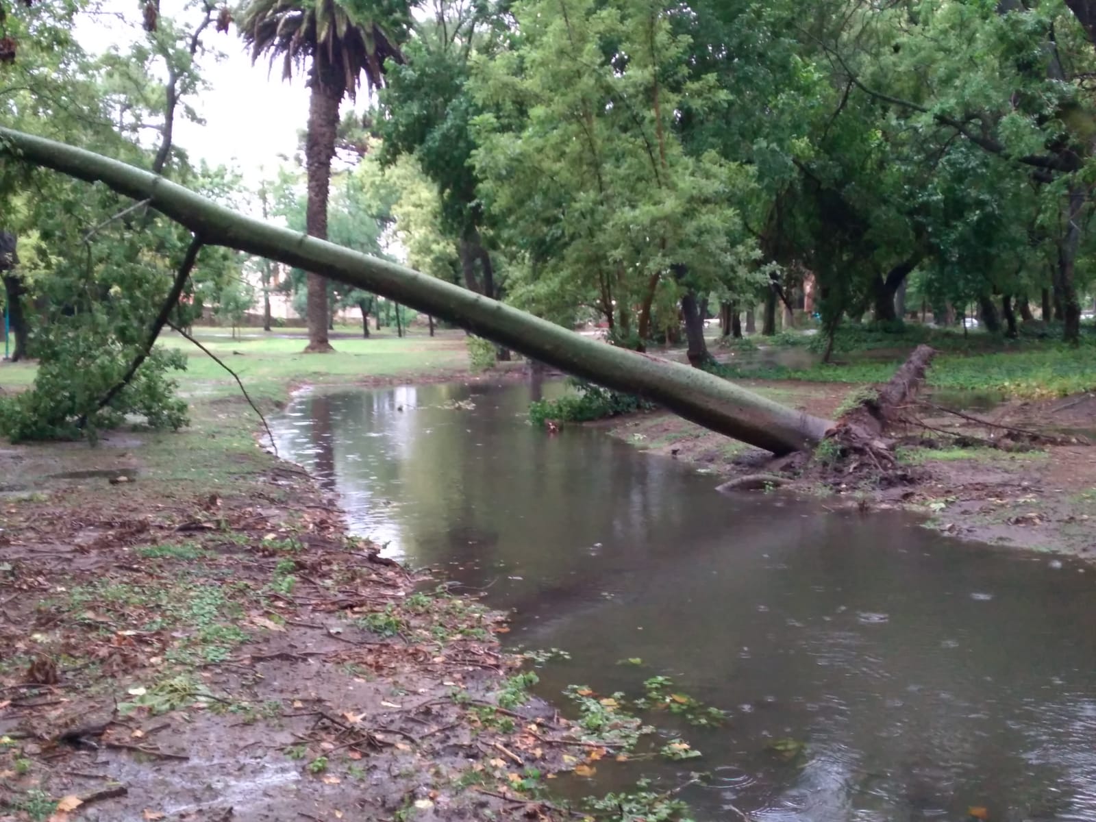 La lluvia y posterior inundación del Parque Gral. San Martín causo la caída de varios arboles