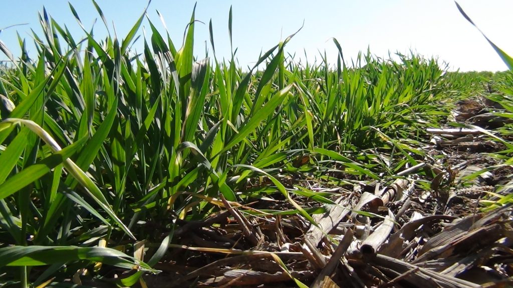 Jornada a Campo: Cuanto impacta en trigo y cebada el terapico de ...