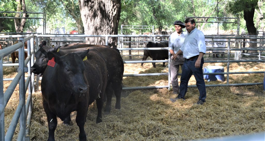La ganadería volvió con todo a la Expo Rural de 9 de Julio: Un novillo ...