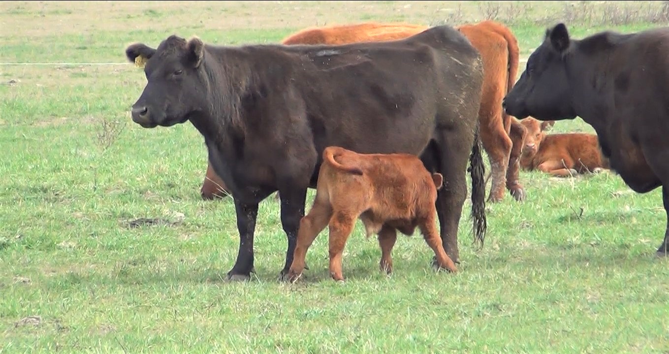 Se conocen detalles de la 8va. Jornada de Actualización Veterinaria en 9 de Julio