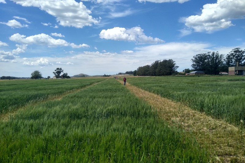 Perspectiva climática: «Se observan fuertes señales que la Campaña 2026/2027 se desarrollaría en un episodio de “El Niño”