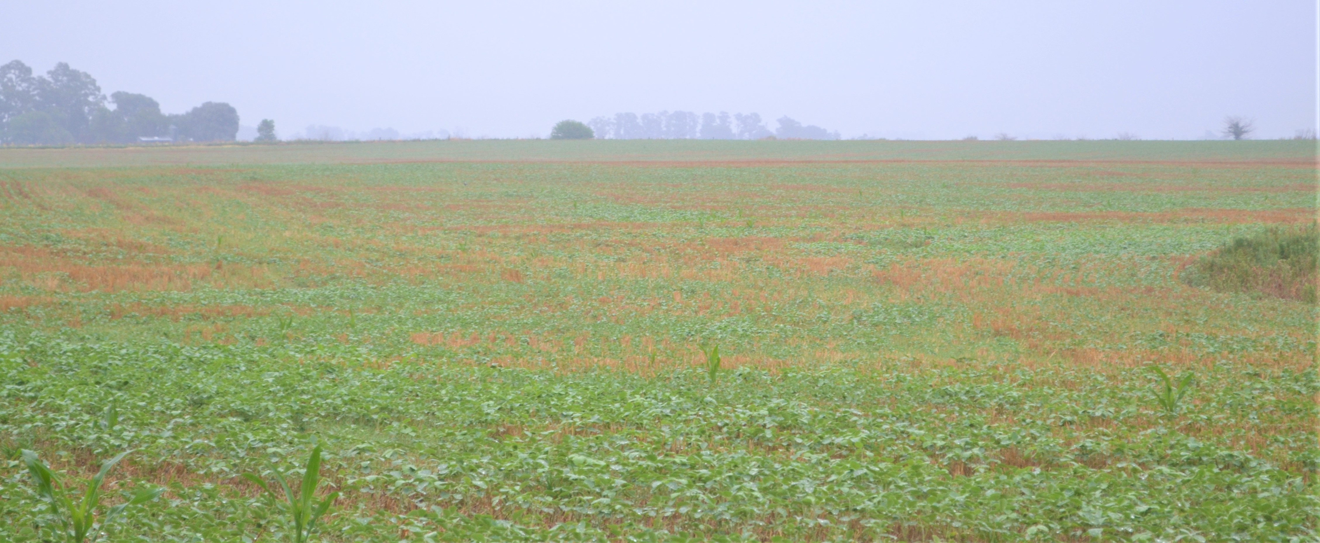 Qué dejaron las lluvias del fin de semana en la región núcleo y qué se espera para los próximos días