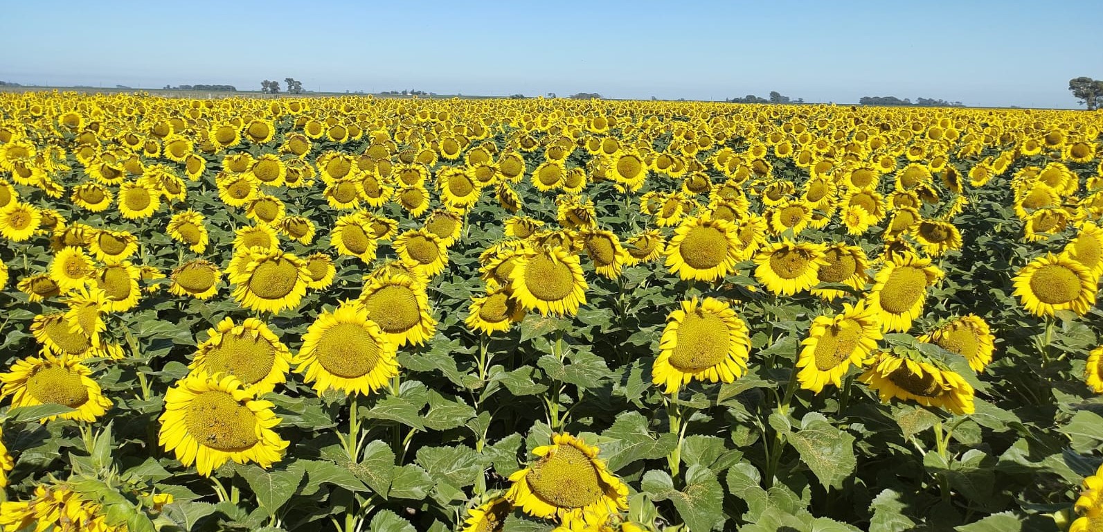 Abran cancha que el girasol y toda la cadena no paran de expandirse
