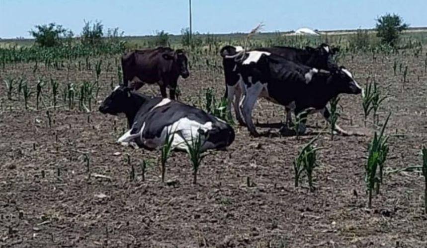 Emergencia Agropecuaria: solicitan al Intendente Barroso el pedido de prorroga
