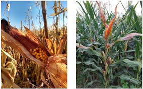 Achaparramiento del maíz: qué estrategias aplicar en cada región del país