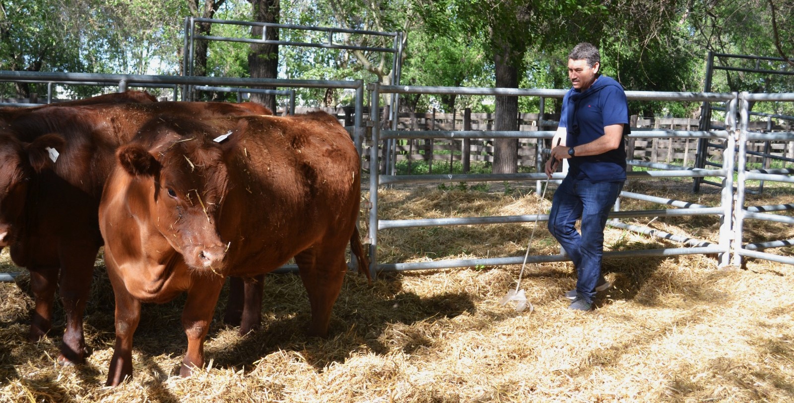 El 3er. Concurso Ganadero de la 127º Expo Rural sorprendió por la calidad de los animales