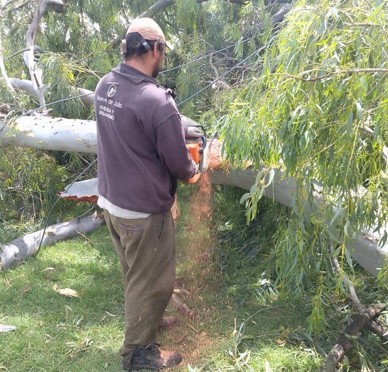 Sunday’s wind storm caused severe damage to Corbett trees – El Regional Digital