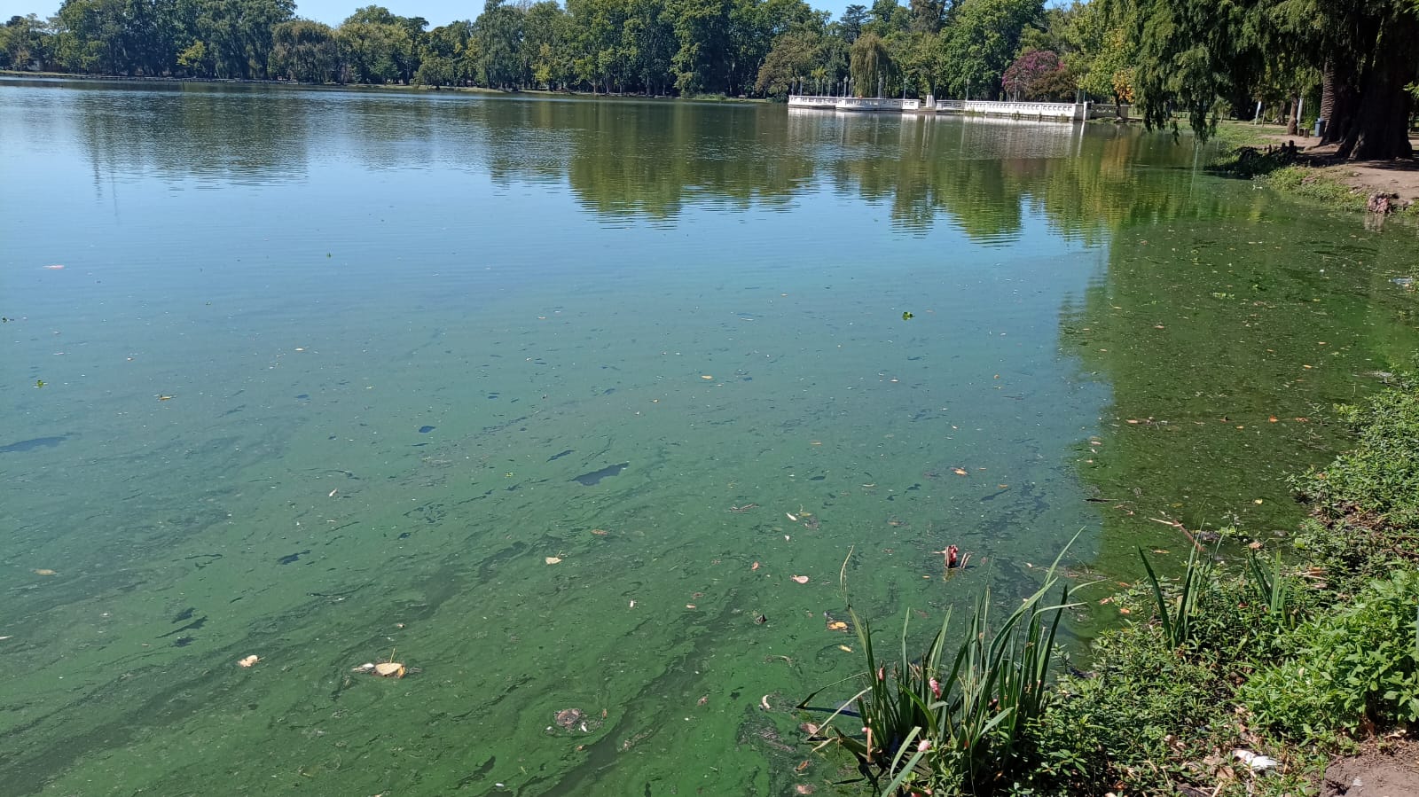 Riesgo Naranja: Advierten de la presencia de Cianobacterias en el Parque Gral. San Martin