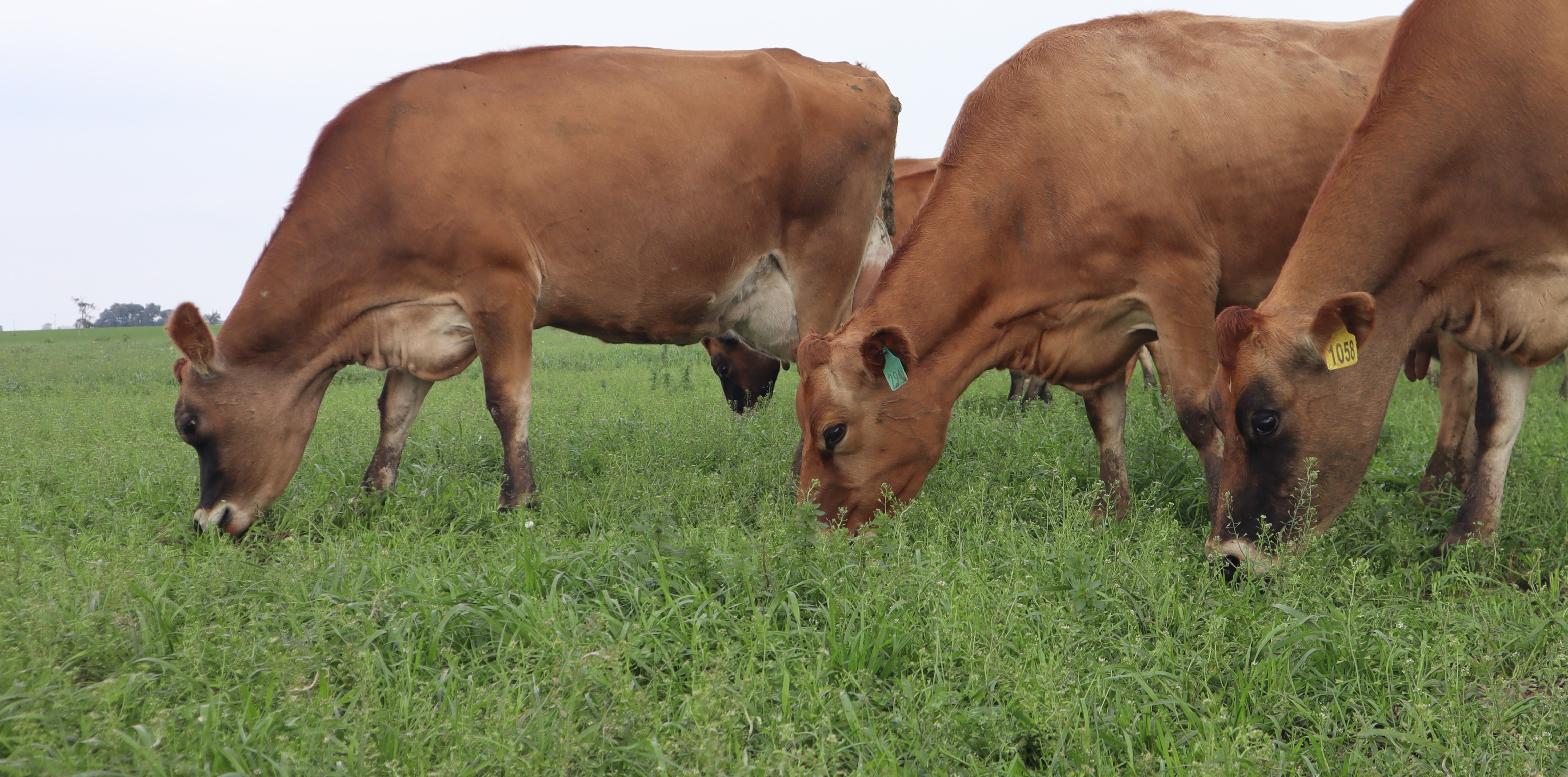 Estrategia: Para lograr productividad en pasturas y forrajes, una buen a nutrición en el suelo