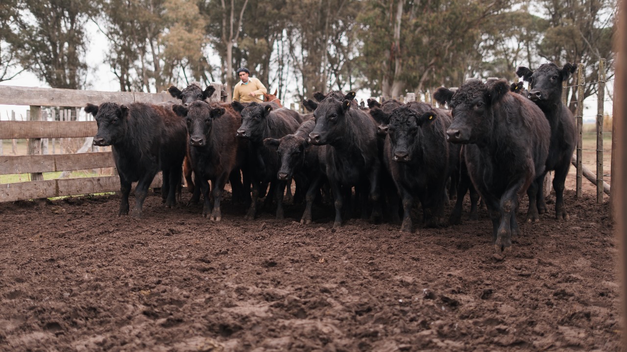 Destacada oferta de 1.500 madres Angus en próximo remate de La Valentina en Bolívar