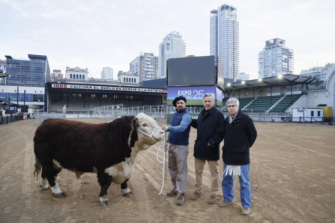 «Escoces», el primer Toro Hereford en desembarcar en la 137º Expo Rural de Palermo