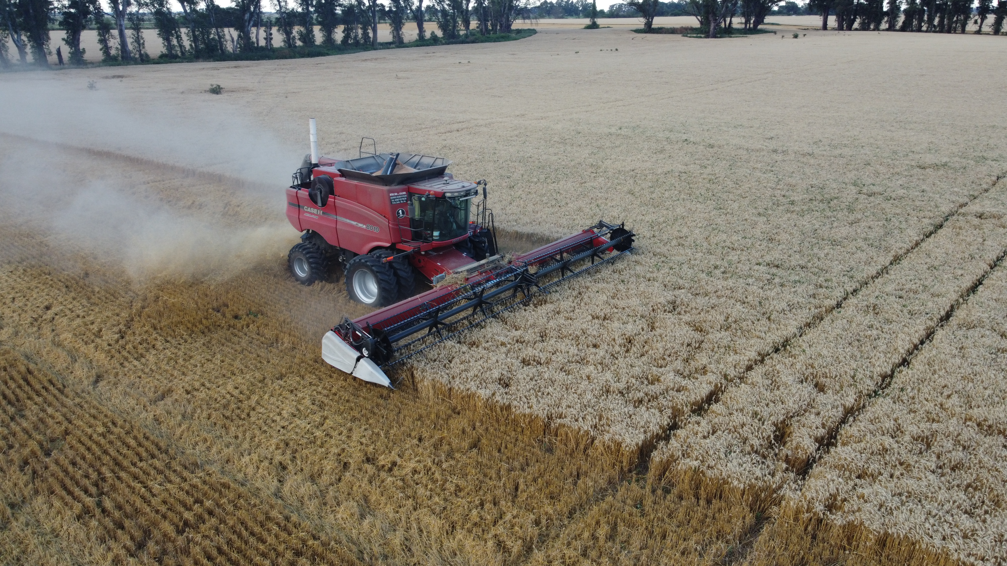El trigo en 9 de Julio cosecha positivos comentarios por su rinde