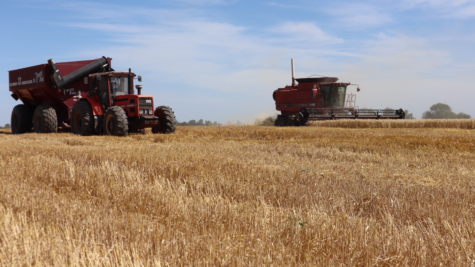 Campañon: Sorprenden los rindes de trigo en un distrito del norte bonaerense
