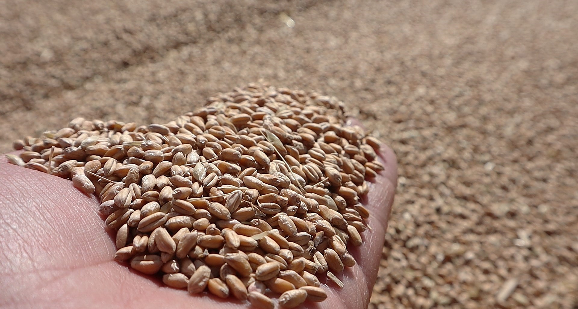 Proteína en trigo: Se conocen los primeros resultados de los análisis sobre la calidad en la campaña 25/26