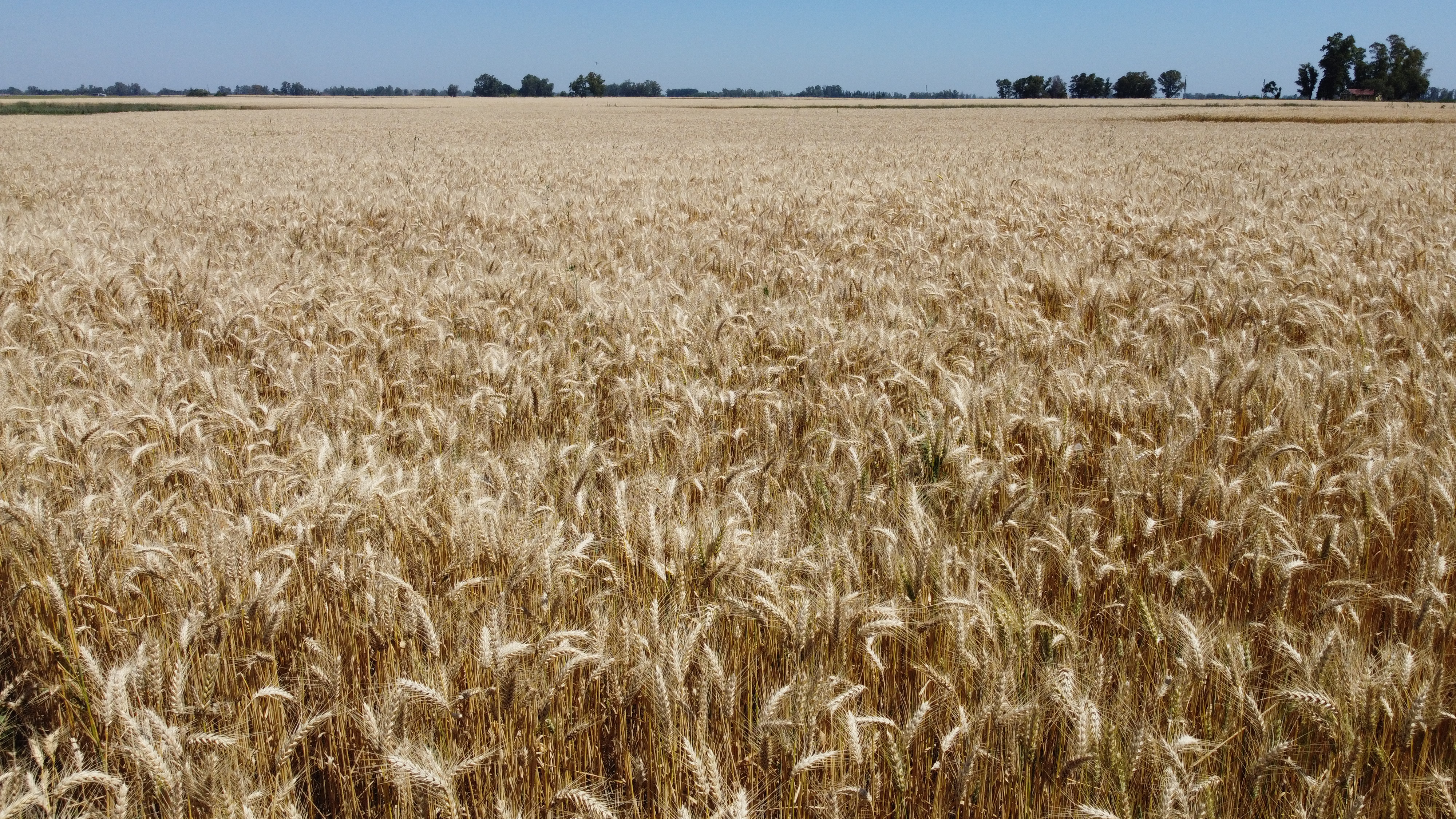 Trigo 2026/2027: el cereal se desarrollara en un escenario de disponibilidad hídrica y un desafio economico