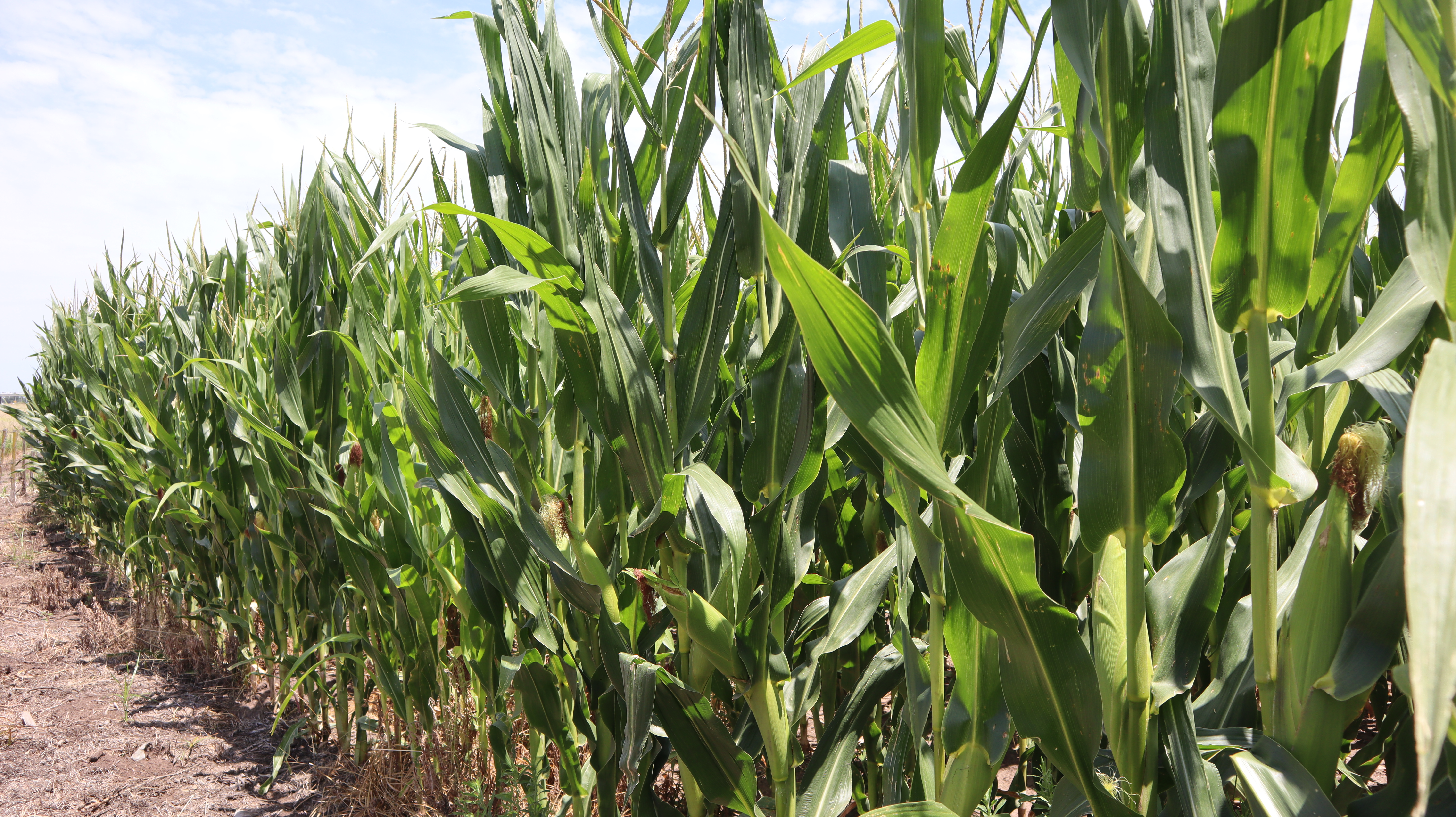 Cultivos: Cual es la situación hídrica y riesgo de estrés térmico en el partido de 9 de Julio