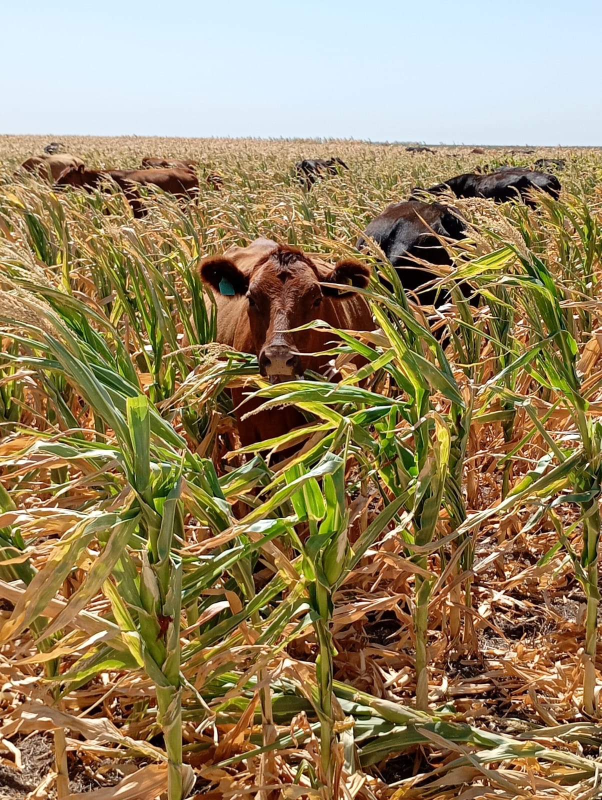 Un informe de cultivos alerta que soja y maíz están en un periodo critico y recortan  rindes