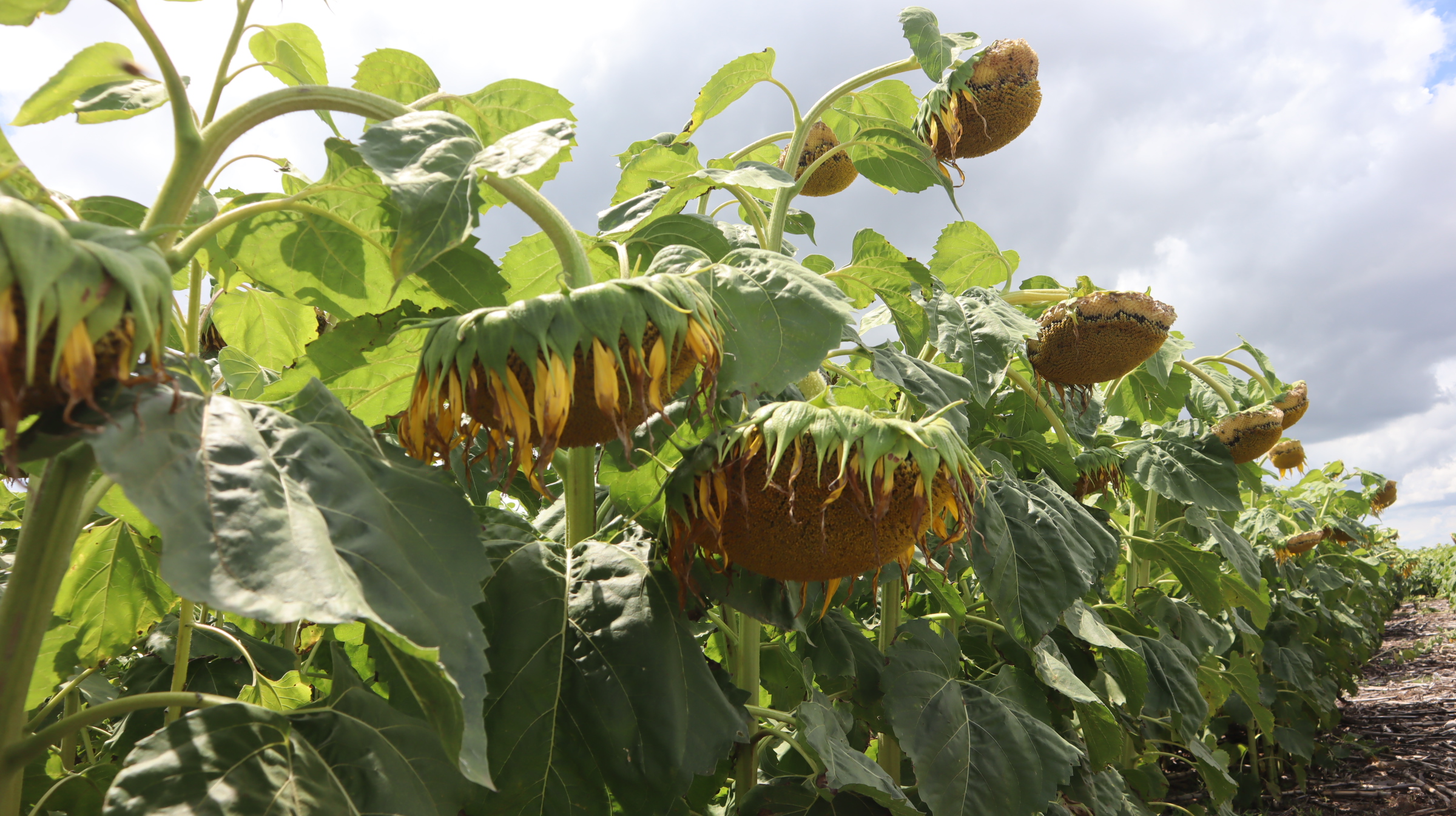 Estabilidad: Porque hay que cambiar el chip en girasol