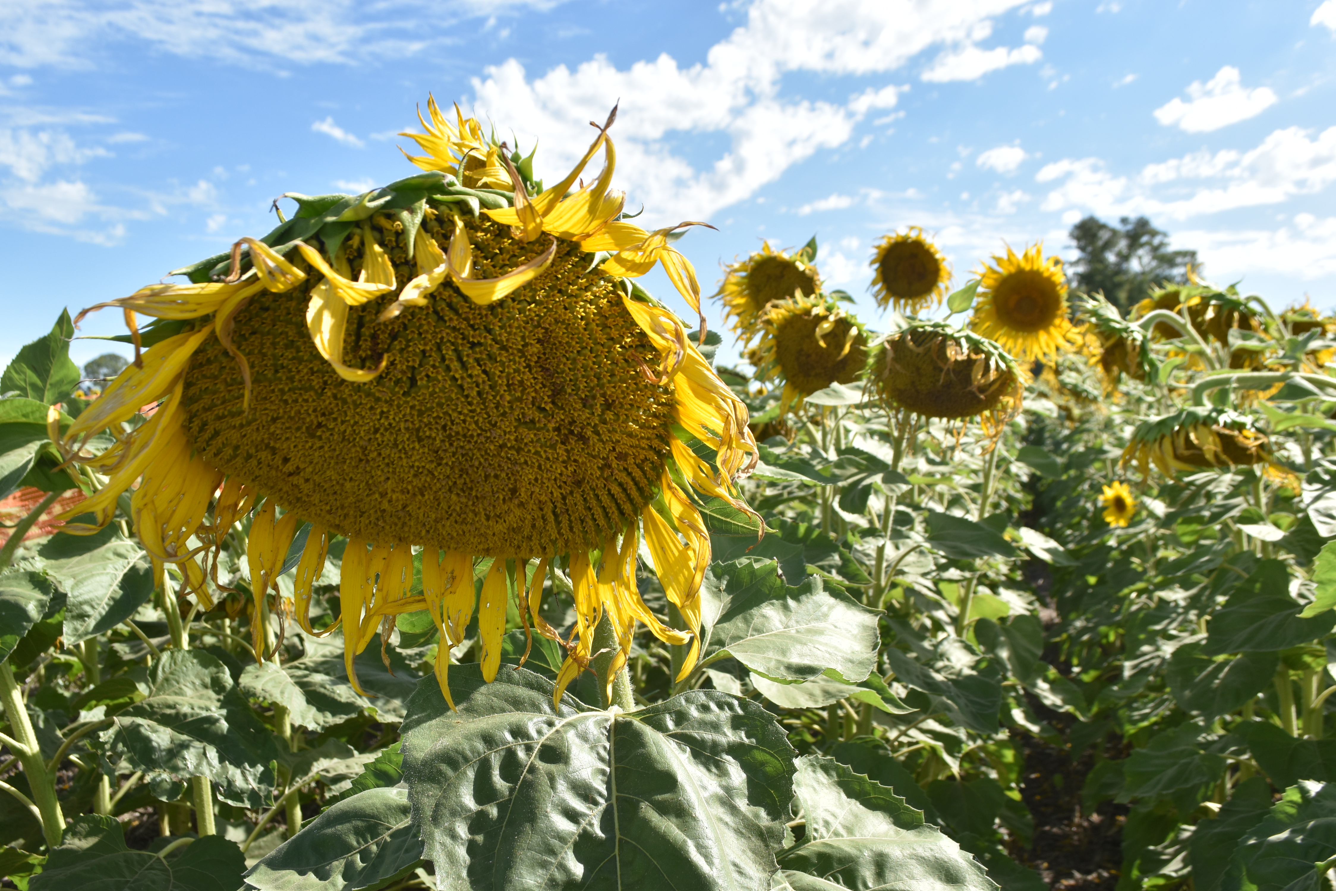El complejo girasolero, además de proyectar una cosecha récord de  6,2 M/Tns, también lidera el crecimiento exportador