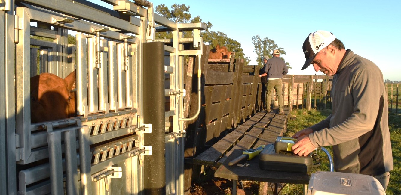 Decisión y elección de una raza: «Estamos apostando muy fuerte a la ganadería.
