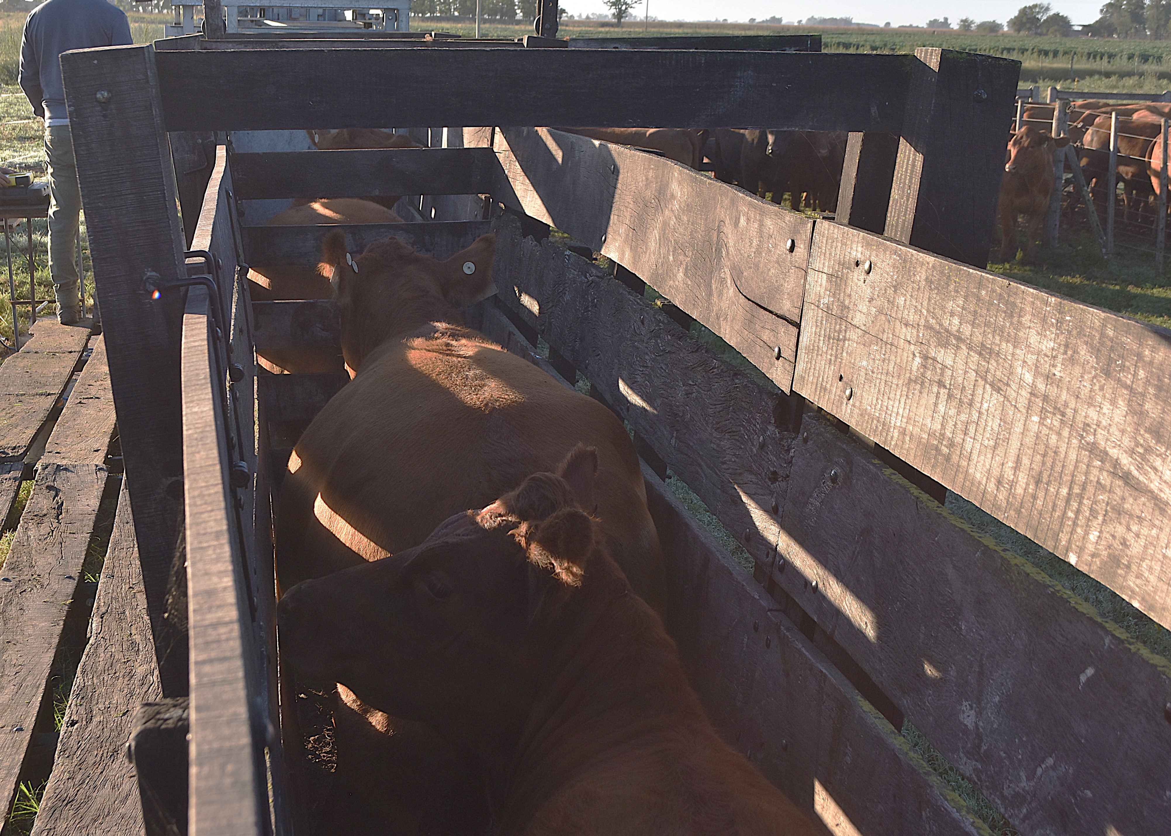 Hoy lunes 2 de marzo comienza la 1era. Campaña de Vacunación Antiaftosa en 9 de Julio