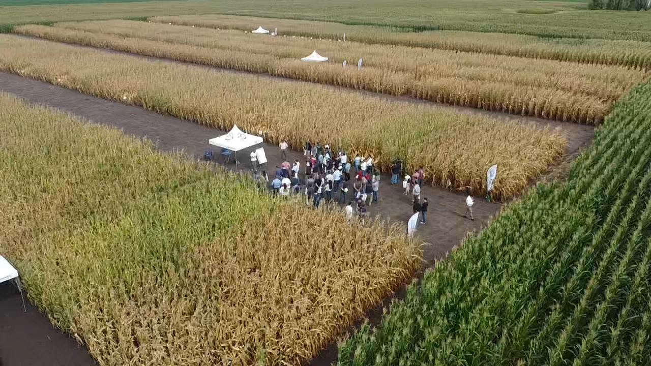 Los CDC ACA Naon y Bragado, mostraron su sitio de maíz ante un centenar de productores de la región